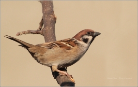 <p>VRABEC POLNÍ (Passer montanus) /Eurasian tree sparrow - Feldsperling/</p>